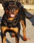 ROTTWEILER - Rottweiler