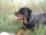 Rottweiler Ali - Rottweiler