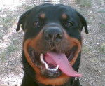 rottweiler kyser - Rottweiler