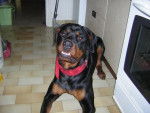 tyson rottweiler - Rottweiler