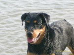 Rottweiler - Briska - Rottweiler