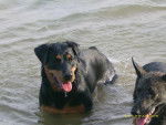 Rottweiler - Briska - Rottweiler