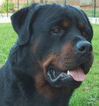 rottweiler teos du jardin des monts d'or - Rottweiler