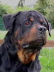 ROTTWEILER - Rottweiler