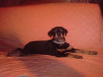 nala - Rottweiler (4 mois)