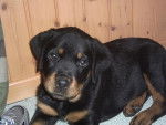 rottweiler - Rottweiler