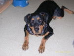Rottweiler Briska - Rottweiler