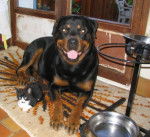 rox rottweiler - Rottweiler