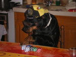 Rottweiler : Yuna - Rottweiler