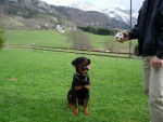 rottweiler ans - Rottweiler