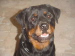 rottweiler ans - Rottweiler