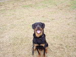 rottweiler sam - Rottweiler