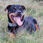 ROTTWEILER - Rottweiler