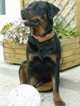 rottweiler bounty - Rottweiler
