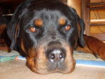rottweiler vicky - Rottweiler