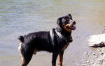 ROTTWEILER DAO - Rottweiler