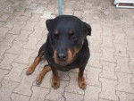 Lisa - Rottweiler - Rottweiler