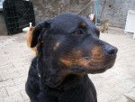 Lisa - Rottweiler - Rottweiler