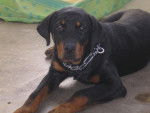 ROTTWEILER - Rottweiler