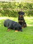 balzane rottweiler - Rottweiler