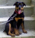 rottweiler keurky - Rottweiler