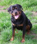 Rottweiler Athéna - Rottweiler