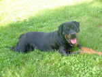 marge rottweiler femelle - Rottweiler