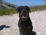 marge rottweiler - Rottweiler