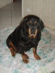 nilda rottweiler - Rottweiler