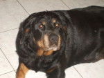nilda rottweiler - Rottweiler