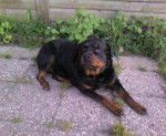 rottweiler GINA - Rottweiler