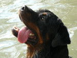 rottweiler ans - Rottweiler
