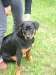 Rottweiler Daisy - Rottweiler