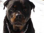 Rottweiler, Buck - Rottweiler