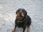 Rottweiler : Yuna - Rottweiler