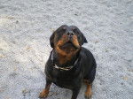 Rottweiler : Yuna - Rottweiler