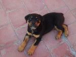 Rocky, rottweiler - Rottweiler