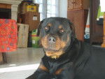 rottweiler/ vicky - Rottweiler