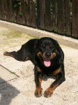 Rottweiler Kali - Rottweiler