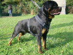 rottweiler bronko du jardin des monts d'or - Rottweiler