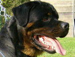 rottweiler bronko du jardin des monts d'or - Rottweiler