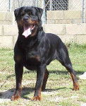 rottweiler bronko du jardin des monts d'or - Rottweiler