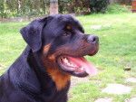 rottweiler bronko du jardin des monts d'or - Rottweiler