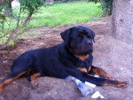 rottweiler bronko du jardin des monts d'or - Rottweiler