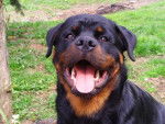 rottweiler bronko du jardin des monts d'or - Rottweiler