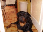 rottweiler bronko du jardin des monts d'or - Rottweiler