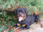 rottweiler bronko du jardin des monts d'or - Rottweiler
