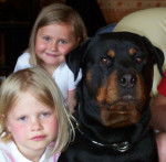 rottweiler - Radjah - Rottweiler