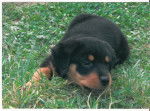 rottweiler ULAN - Rottweiler