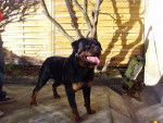 rottweiler bronko du jardin des monts d'or - Rottweiler